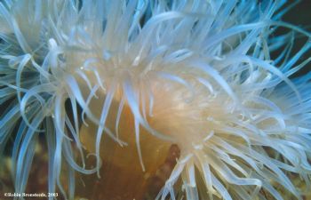 During nightdive, shot with Nik 5 and 1:1 tube by Robin Bronsteede 